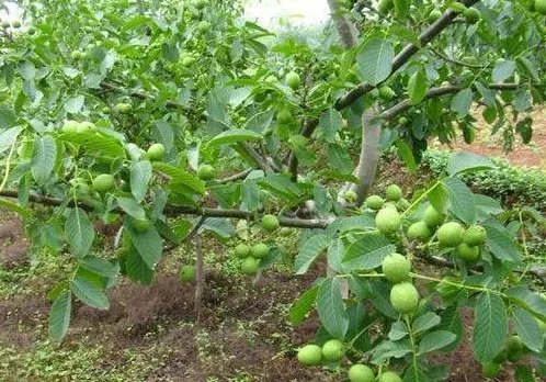 苹果树的施肥方法